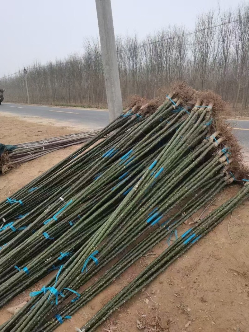 淑女国槐1到4公分30万棵，质量优成活率高价格实惠