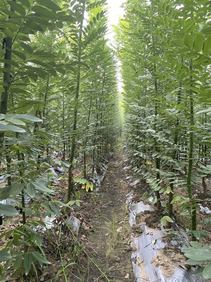 淑女国槐1到4公分30万棵，质量优成活率高价格实惠