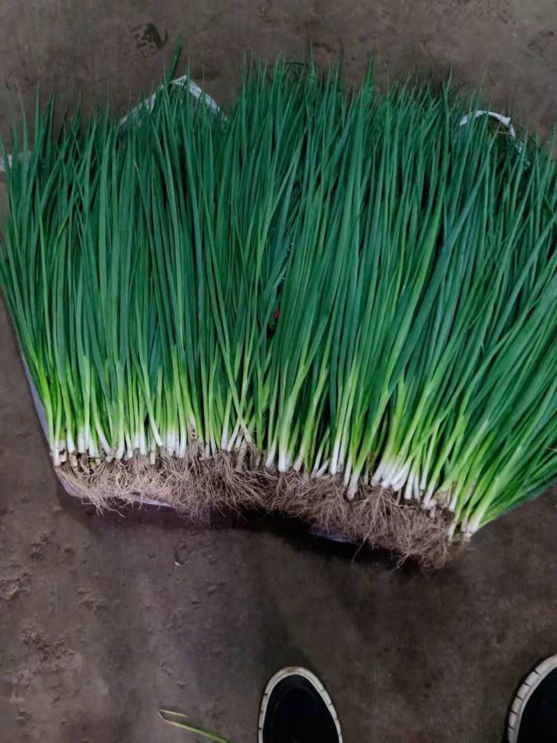 大量小葱，四季葱，小葱基地，诚信经营，长年供应，