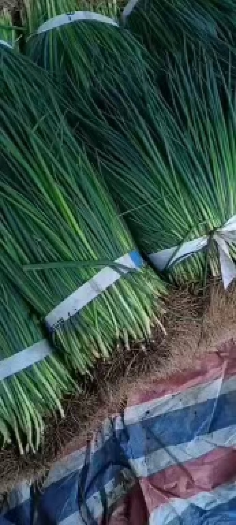 大量小葱，四季葱，小葱基地，诚信经营，长年供应，