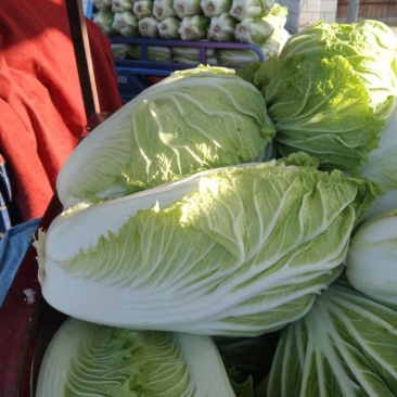 【黄心白菜】大量上市湖北产地直供质量保证按需打包上车