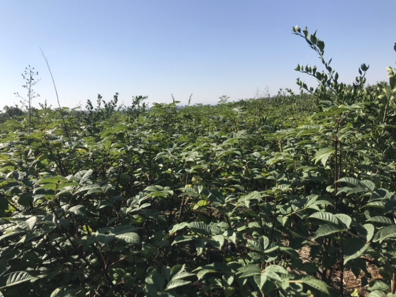 正宗江西中花吴茱萸扦插苗两年苗100厘米以上