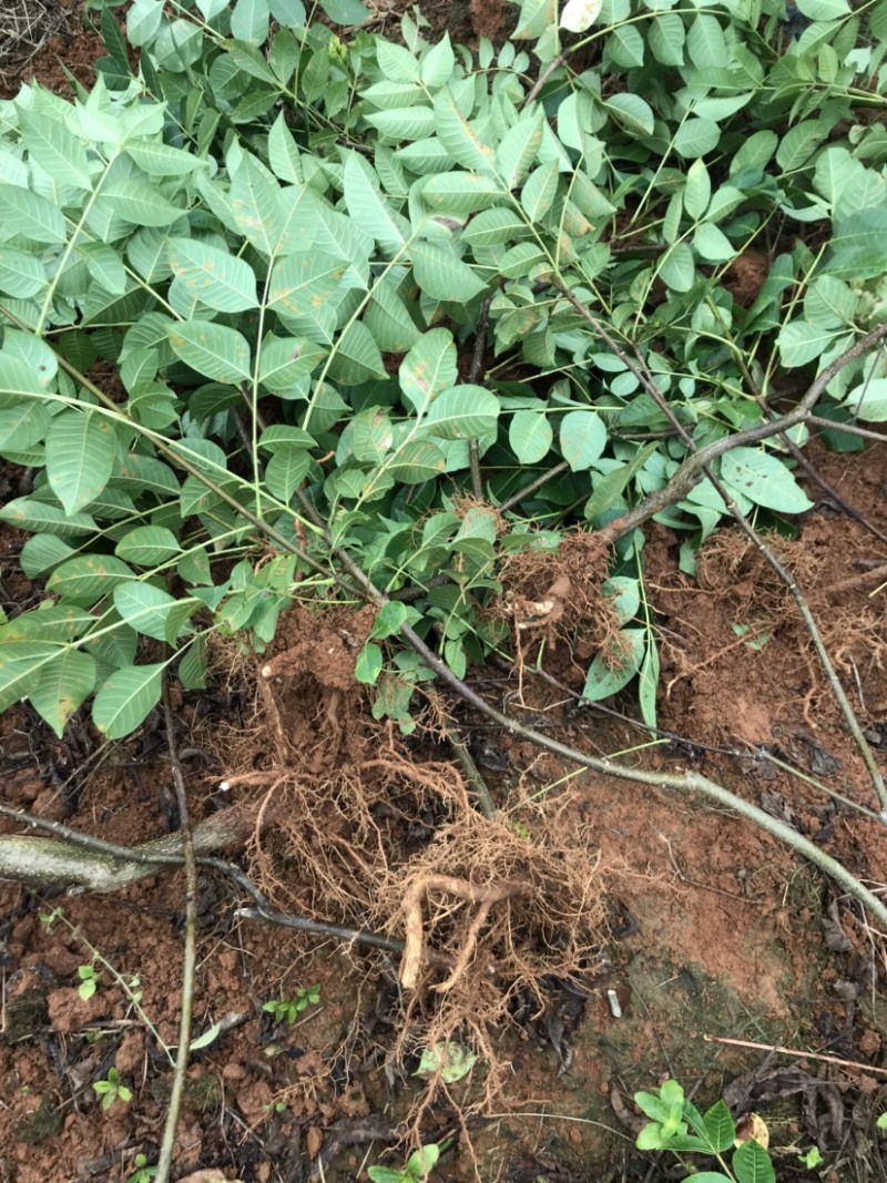 正宗江西中花吴茱萸扦插苗两年苗100厘米以上