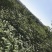 正宗江西中花吴茱萸扦插苗两年苗100厘米以上
