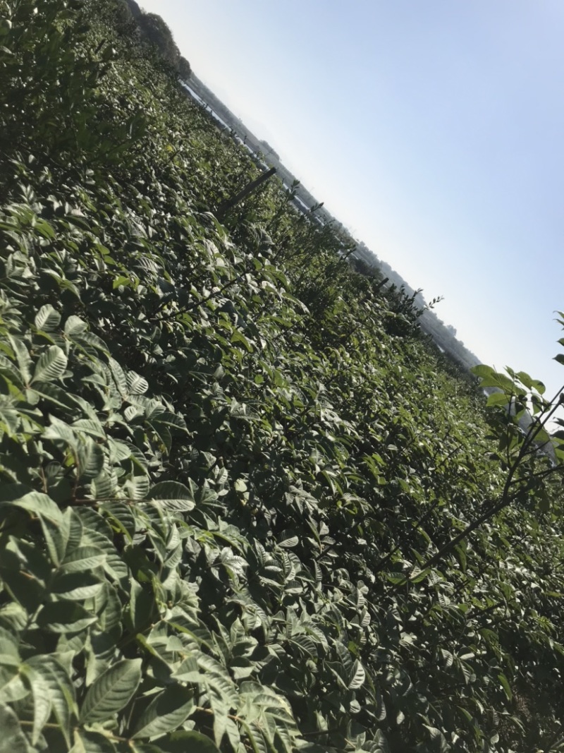 正宗江西中花吴茱萸扦插苗两年苗100厘米以上