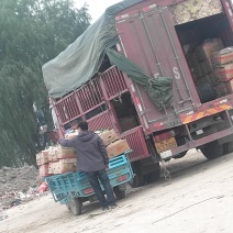 萝卜大量上市，