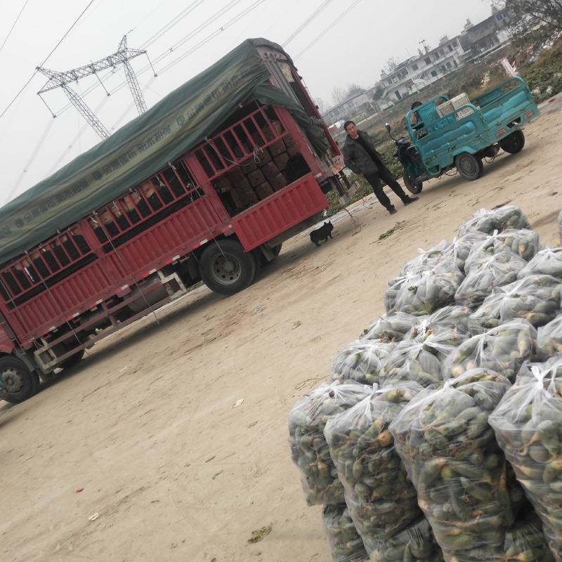 萝卜大量上市，