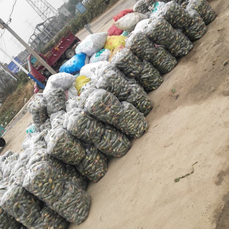 萝卜大量上市，