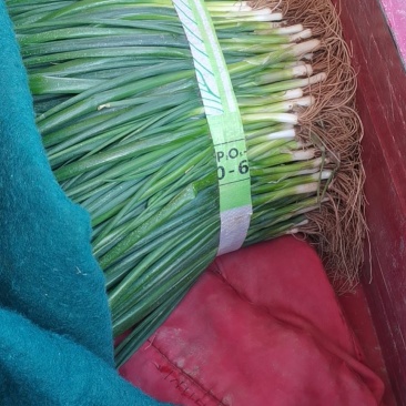 小葱基地，四季葱，小黑刚葱，精品一手价格
