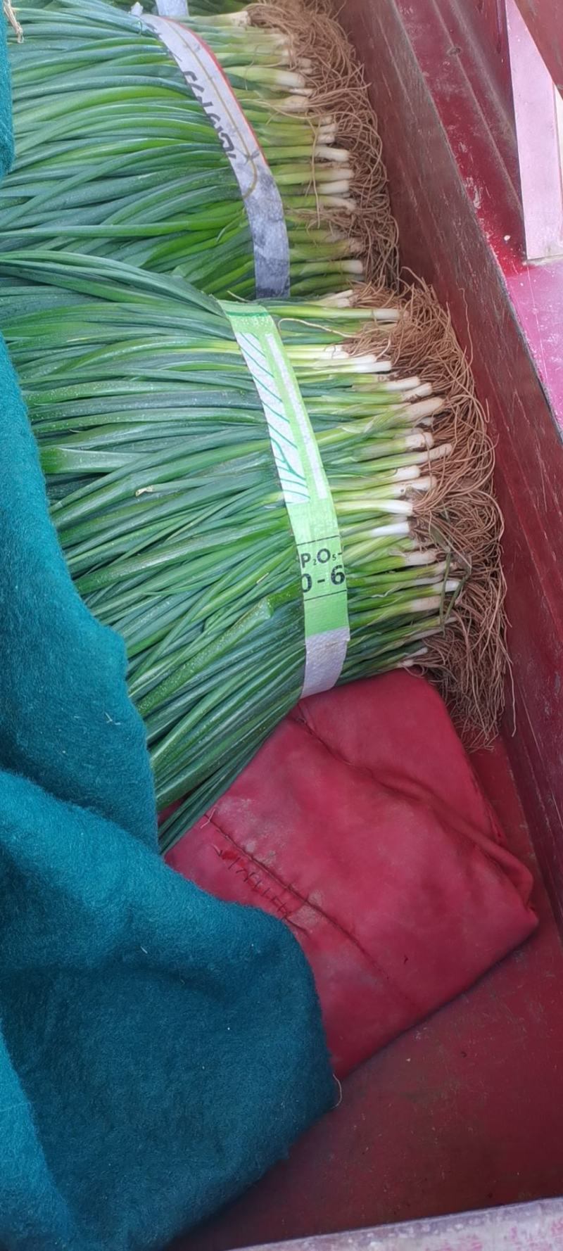 小葱基地，四季葱，小黑刚葱，精品一手价格