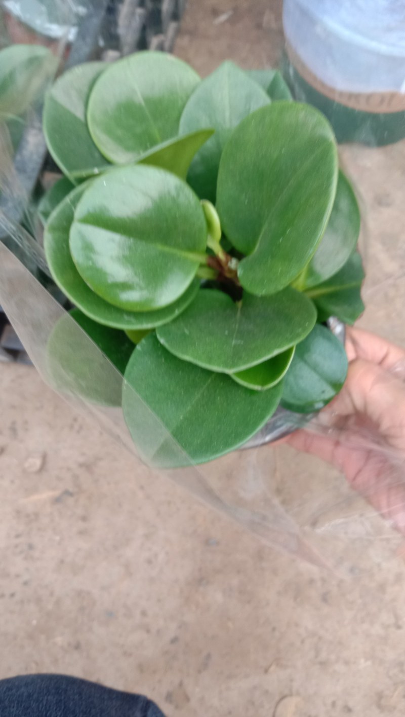 碧玉，豆瓣绿，紫玉，山东青州，大量现货供应，欢迎咨询选购