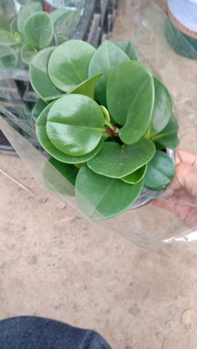 碧玉，豆瓣绿，紫玉，山东青州，大量现货供应，欢迎咨询选购