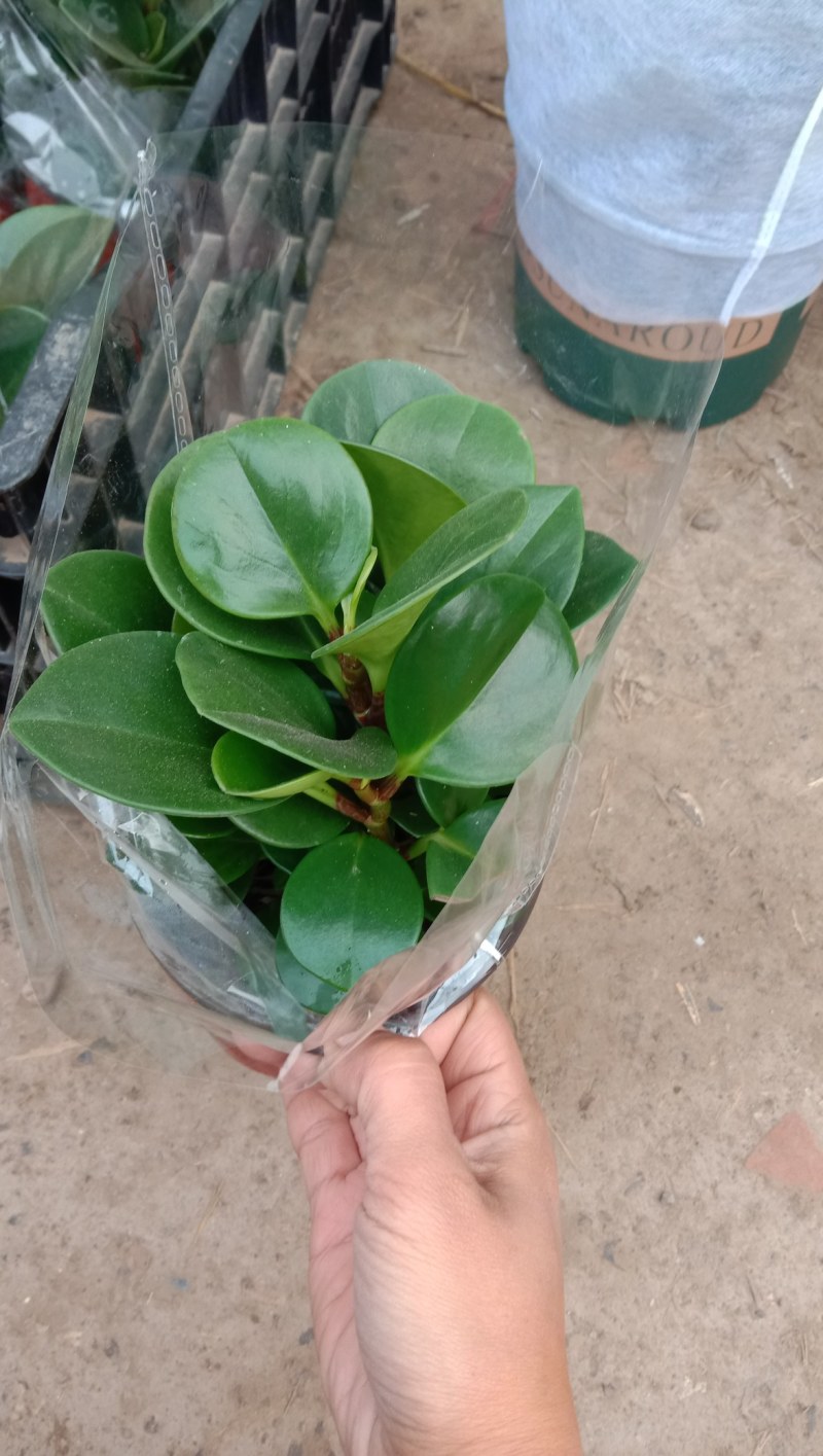 碧玉，豆瓣绿，紫玉，山东青州，大量现货供应，欢迎咨询选购
