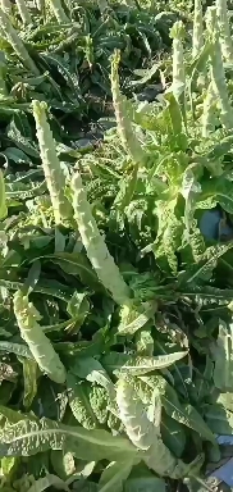 精品莴笋，莴苣，红尖叶莴笋产地直销，货源充足，保质保量