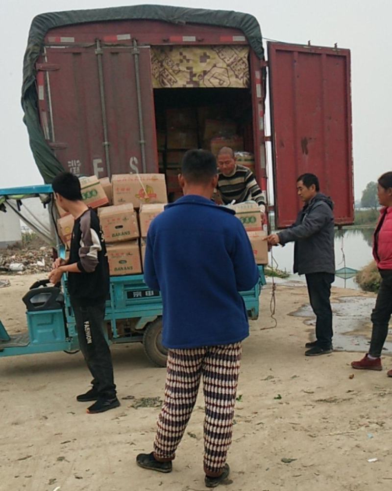 萝卜大量上市，