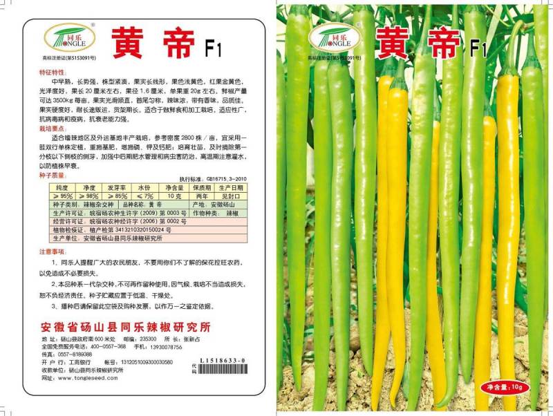 黄帝线椒黄线椒黄色线椒黄贡椒高产辣椒种子