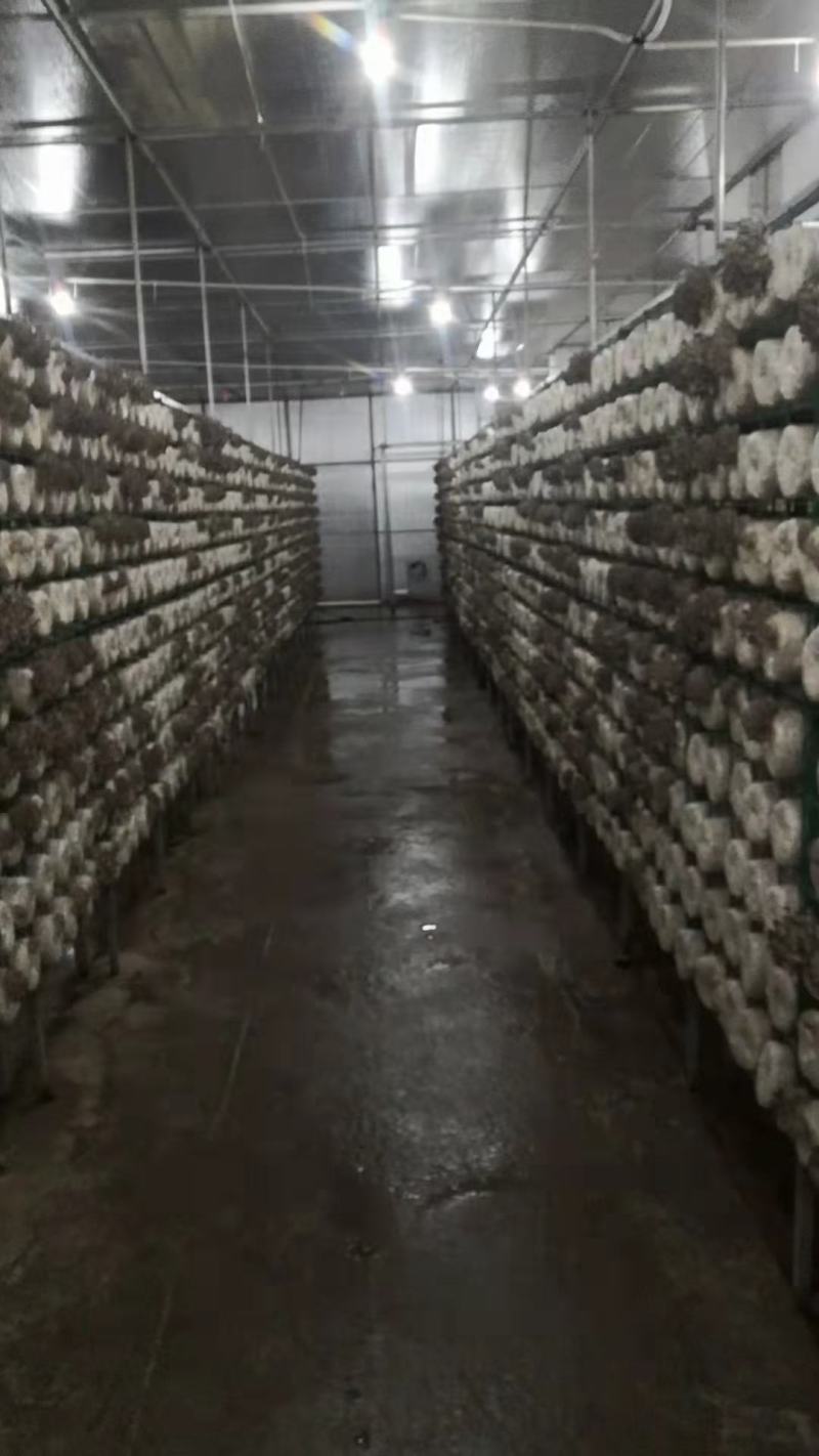 平菇菌棒冻菌棒冬季黑平菇大批量生产中
