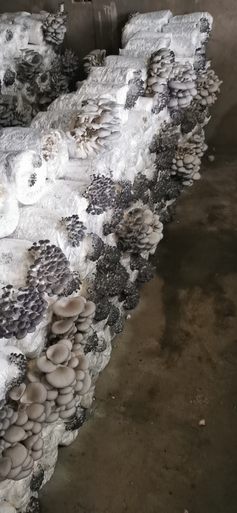 平菇菌棒冻菌棒冬季黑平菇大批量生产中