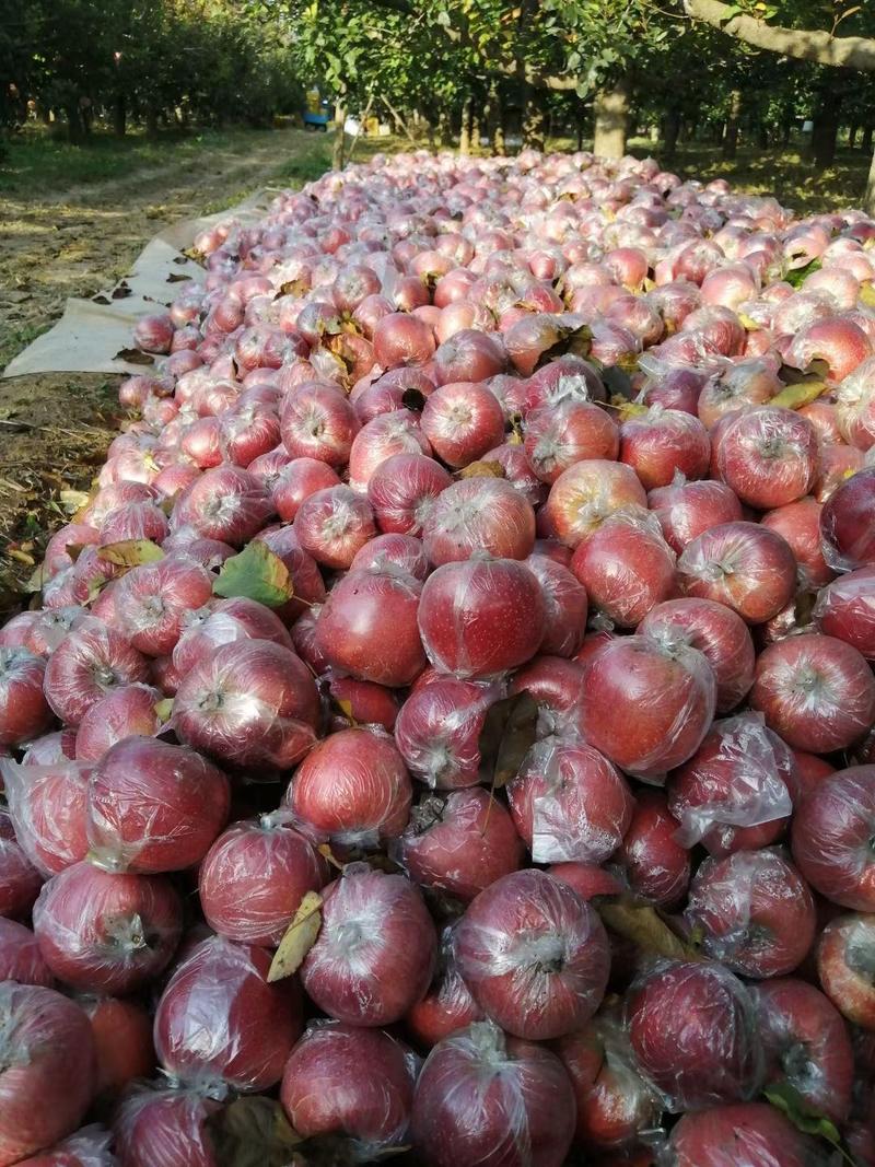 河北衡水超红秀水苹果75m以上膜袋，红富士苹果