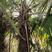 河南棕榈树，棕树大小苗规格齐全苗圃地直销