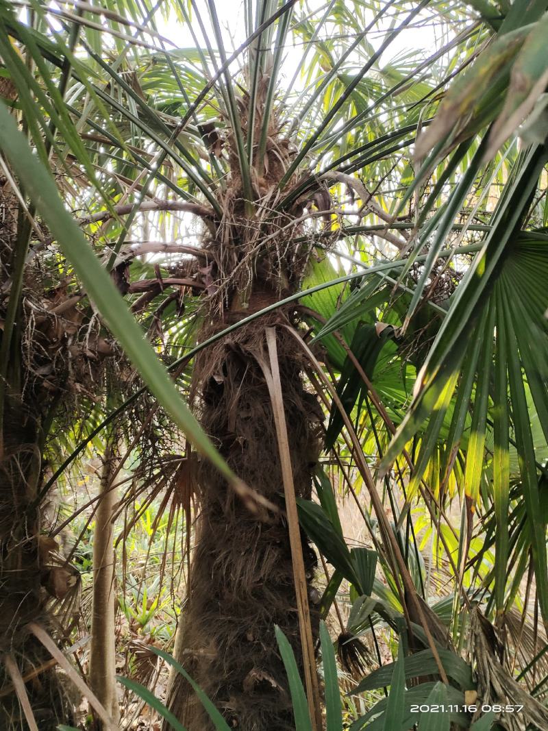 河南棕榈树，棕树大小苗规格齐全苗圃地直销