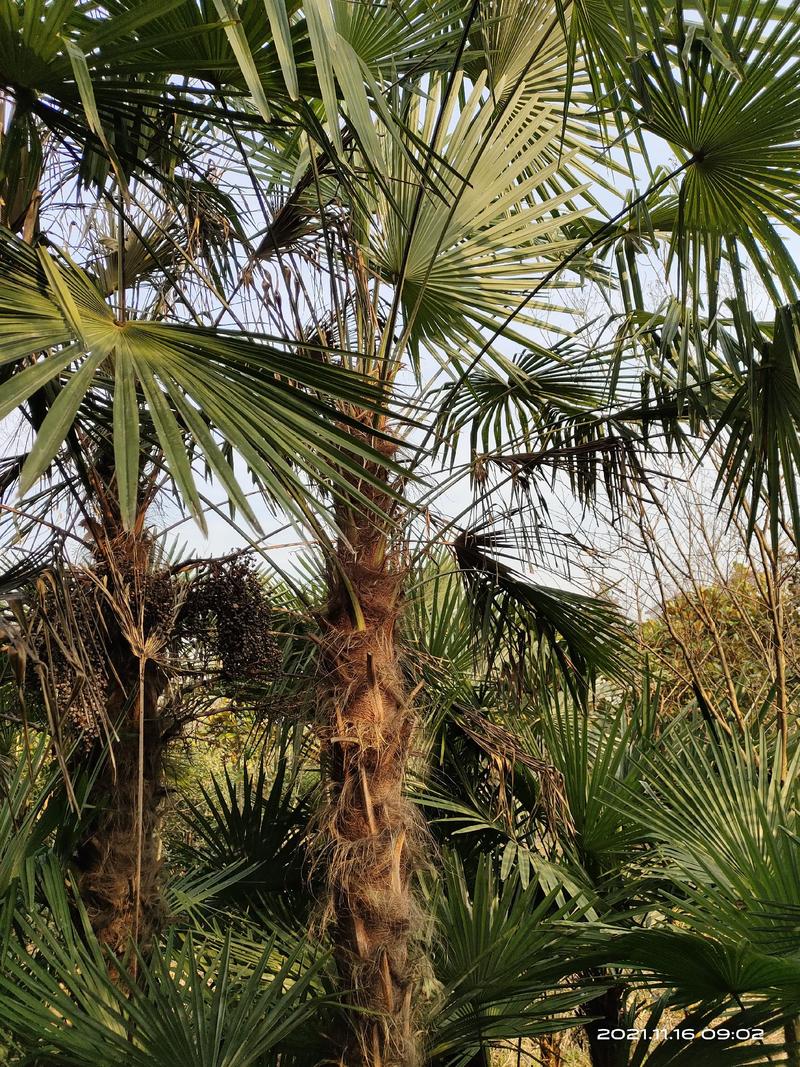 河南棕榈树，棕树大小苗规格齐全苗圃地直销