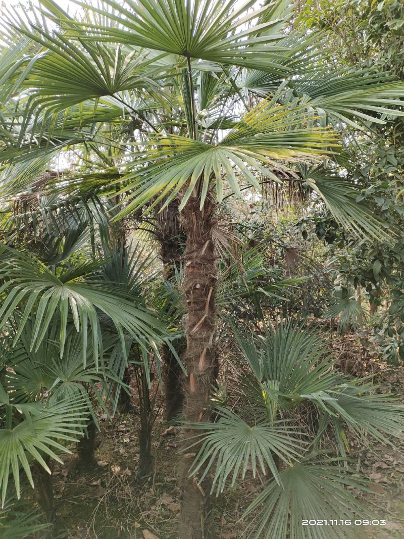 河南棕榈树，棕树大小苗规格齐全苗圃地直销