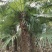 河南棕榈树，棕树大小苗规格齐全苗圃地直销