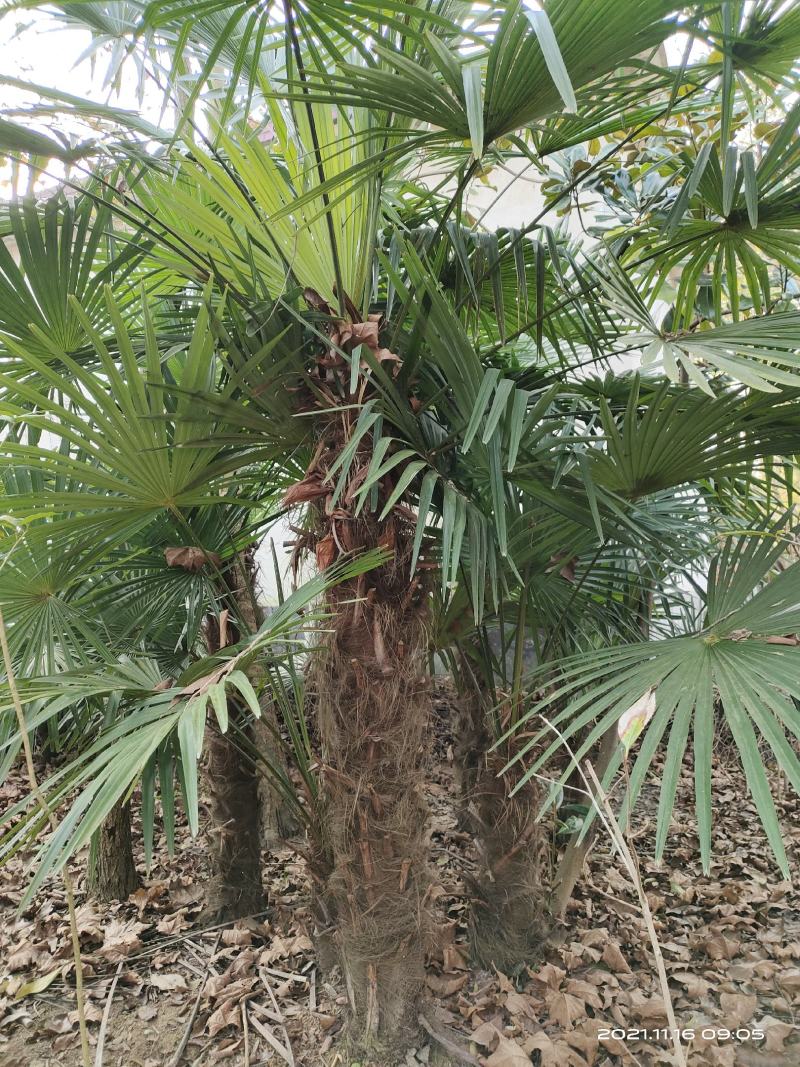 河南棕榈树，棕树大小苗规格齐全苗圃地直销