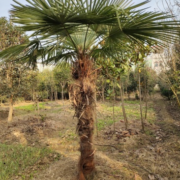 河南棕榈树，棕树大小苗规格齐全苗圃地直销