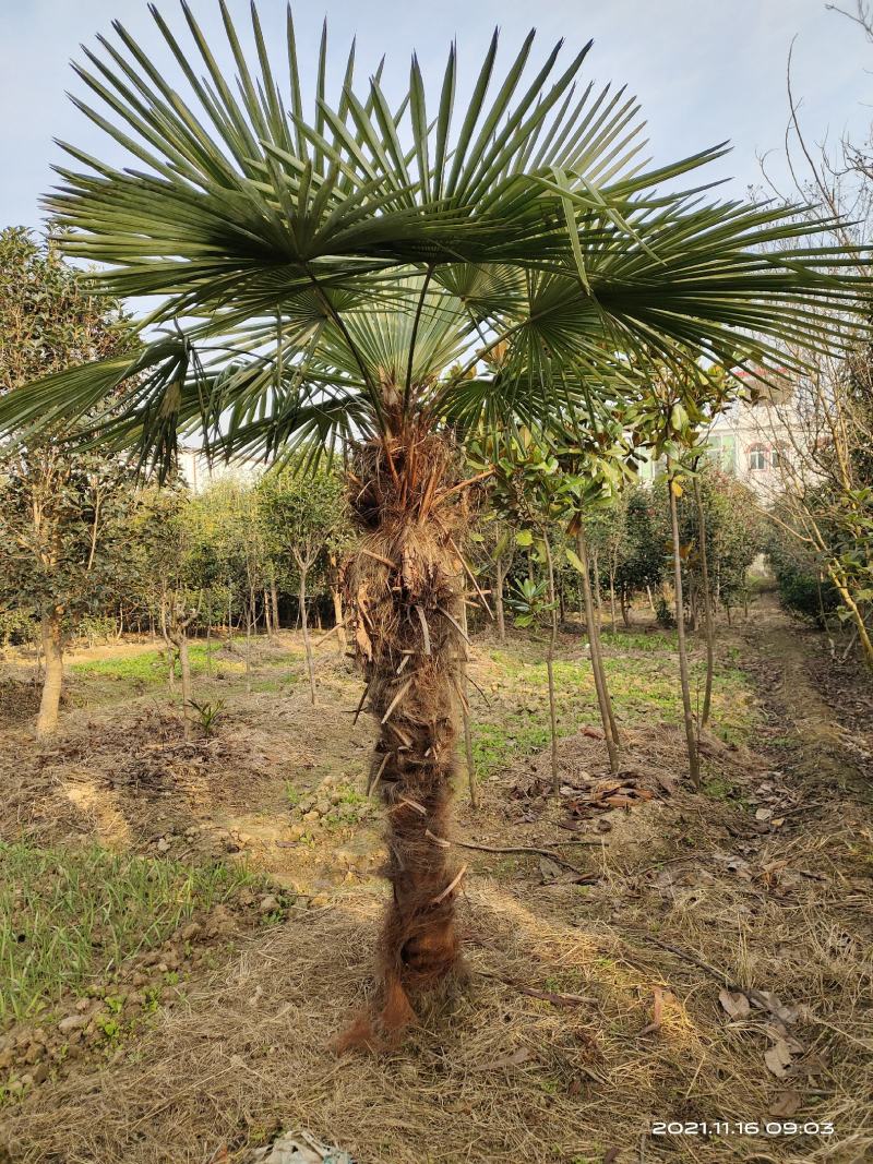 河南棕榈树，棕树大小苗规格齐全苗圃地直销