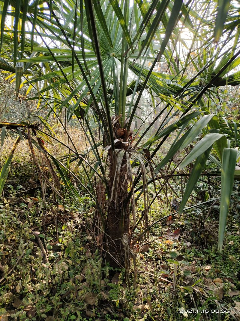 河南棕榈树，棕树大小苗规格齐全苗圃地直销