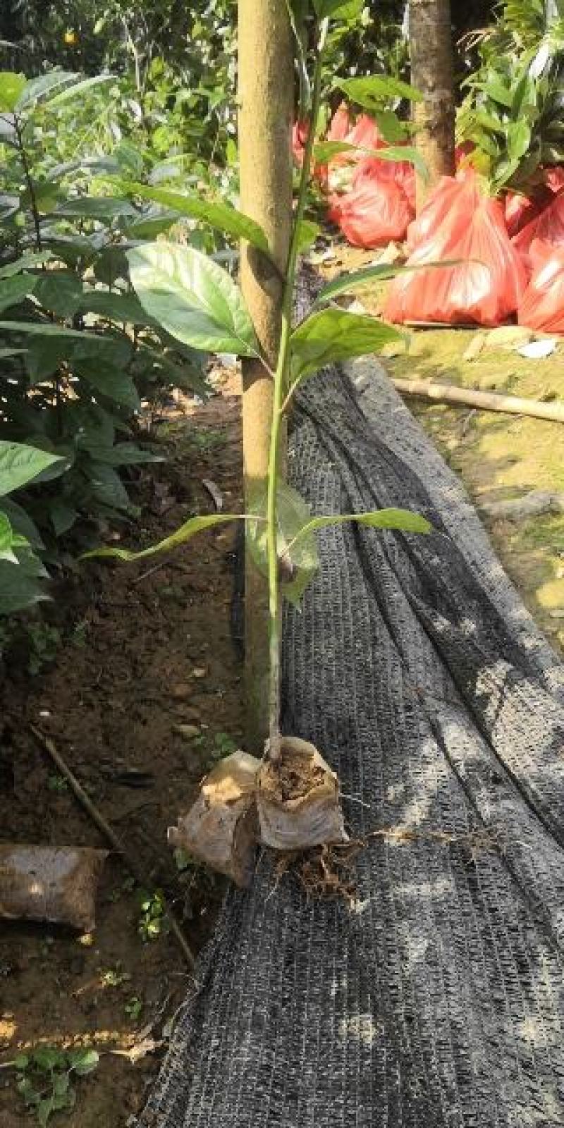 香樟树苗，袋装苗，无纺布袋，耐运输成活率高！