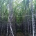 #贵州黑皮甘蔗，贵州黑皮甘蔗直销。带糖分甜。