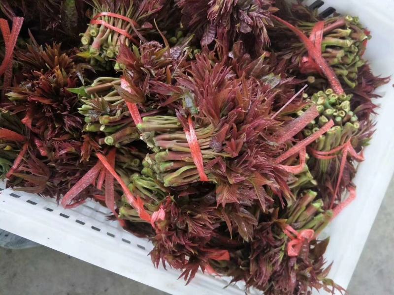 【推荐】云南弥勒香椿大量上市，一手货源，有需要的可以联系