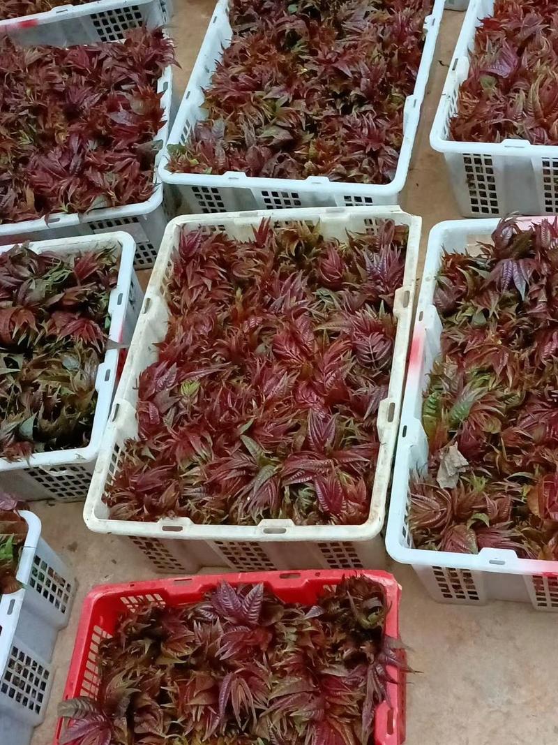 【推荐】云南弥勒香椿大量上市，一手货源，有需要的可以联系