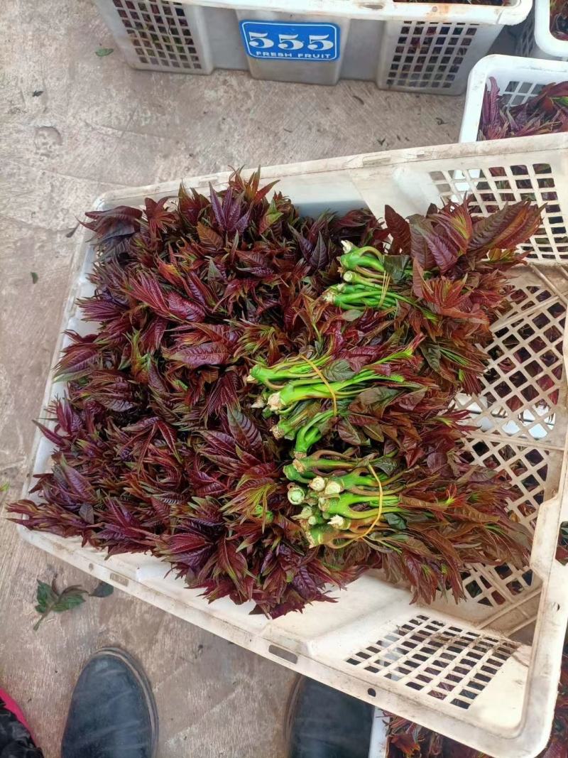 【推荐】云南弥勒香椿大量上市，一手货源，有需要的可以联系