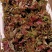 【推荐】云南弥勒香椿大量上市，一手货源，有需要的可以联系