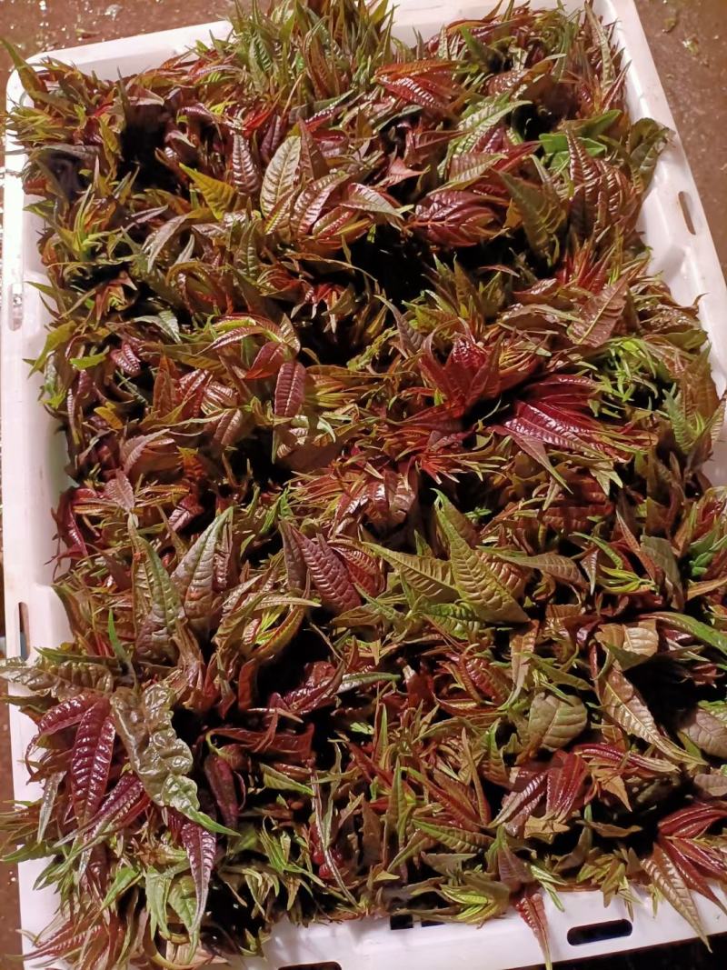 【推荐】云南弥勒香椿大量上市，一手货源，有需要的可以联系