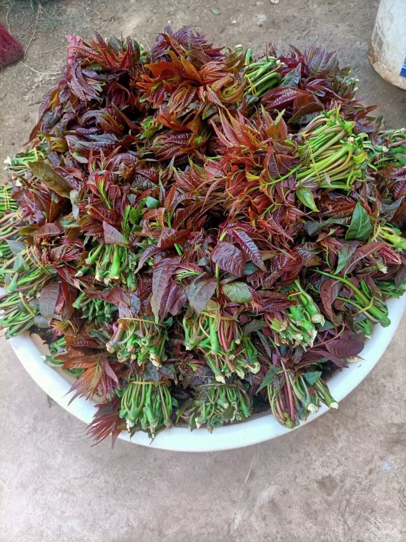 【推荐】云南弥勒香椿大量上市，一手货源，有需要的可以联系