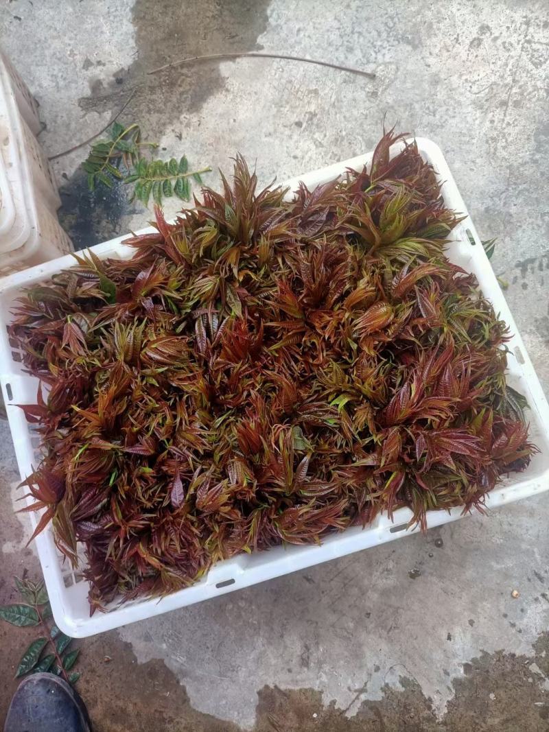 【推荐】云南弥勒香椿大量上市，一手货源，有需要的可以联系