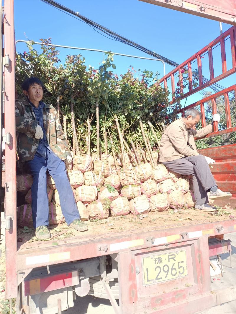 树桩月季用于公园绿化公路自己苗圃基地直供欢迎采购