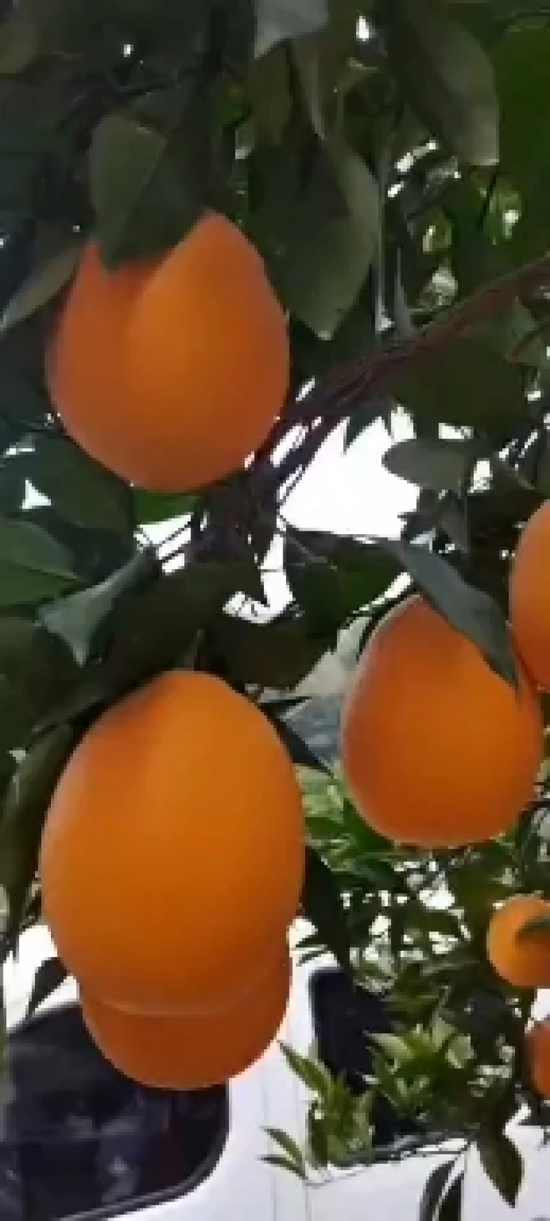 湖南长虹热销中啊个头大颜色好口感正欢迎你的