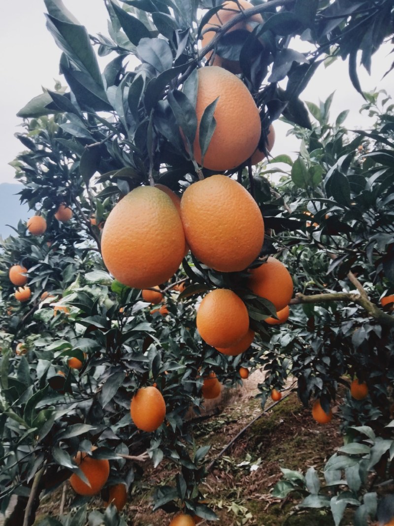 湖南长虹热销中啊个头大颜色好口感正欢迎你的