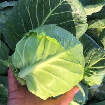 甘蓝基地种植旺旺甘蓝，中甘，专业工人打包，新上市大块地
