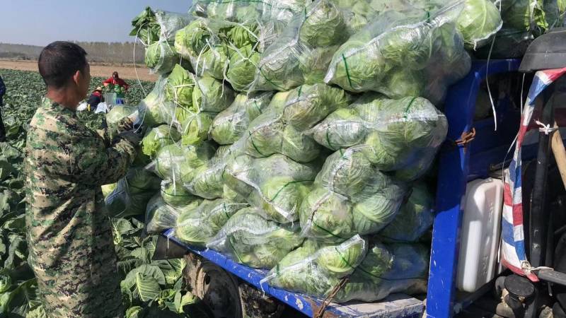 甘蓝基地种植旺旺甘蓝，中甘，专业工人打包，新上市大块地
