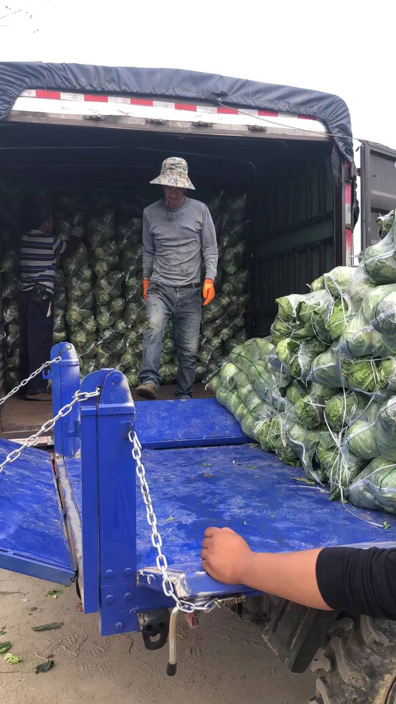 甘蓝基地种植旺旺甘蓝，中甘，专业工人打包，新上市大块地
