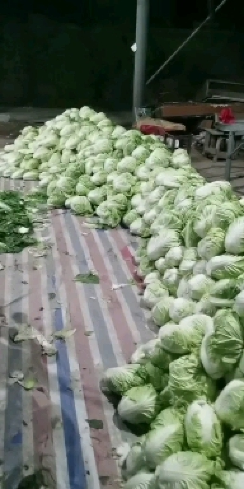 白菜陆续上市了，欢迎各位老板前来采购，质量好，价格优。