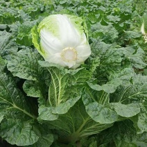 贵州威宁黄心白菜，千亩黄心大白菜，产地现货上市。