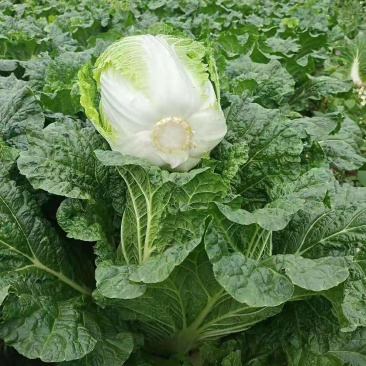 贵州威宁黄心白菜，千亩黄心大白菜，产地现货上市。